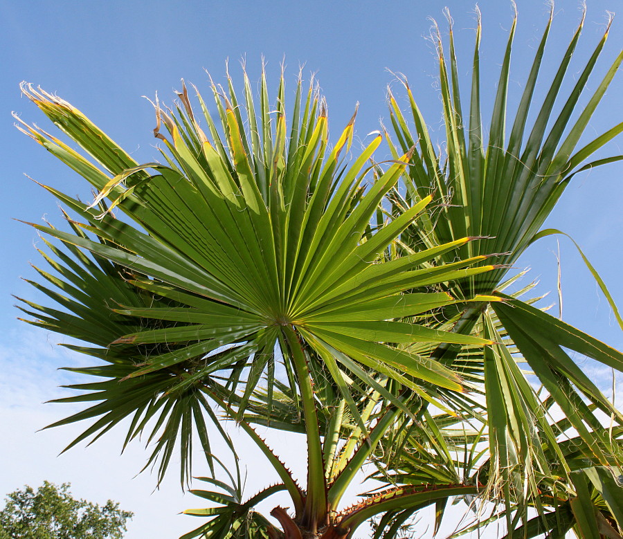 Изображение особи Washingtonia robusta.