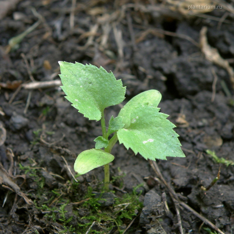 Изображение особи Sambucus nigra.