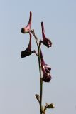 Delphinium albomarginatum