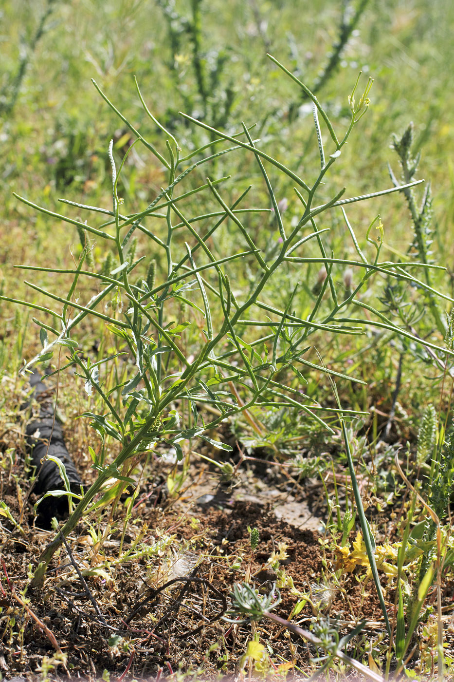 Изображение особи Erysimum repandum.