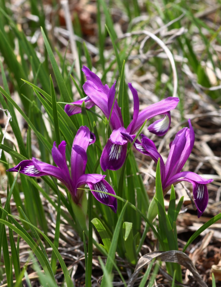 Image of Iris uniflora specimen.