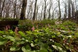 Corydalis caucasica