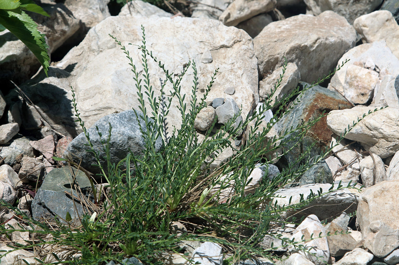 Изображение особи Astragalus chionanthus.