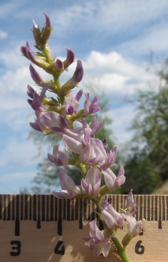 Изображение особи Glycyrrhiza glabra.