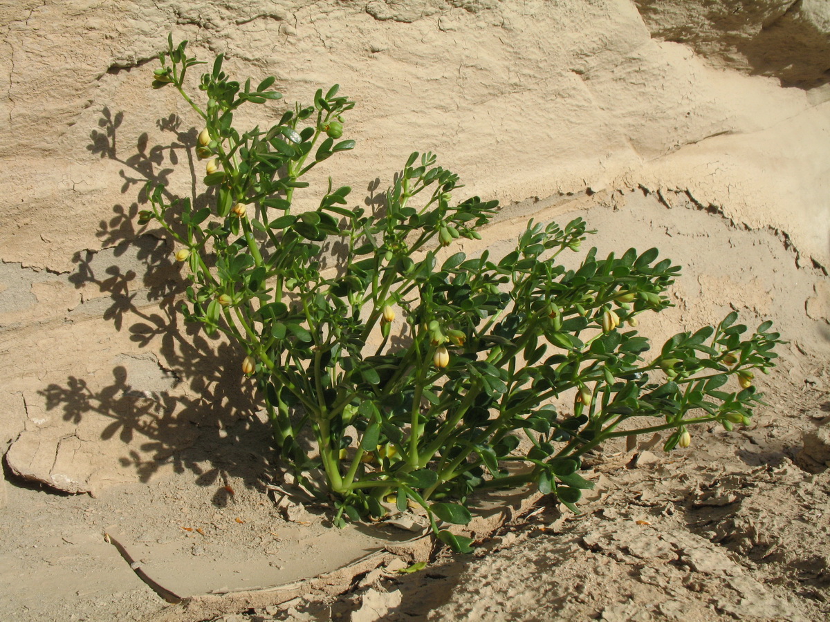 Изображение особи Zygophyllum lehmannianum.