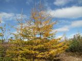 Larix cajanderi