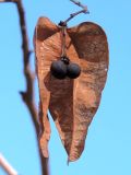 Koelreuteria paniculata