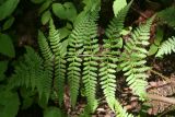 Dryopteris dilatata