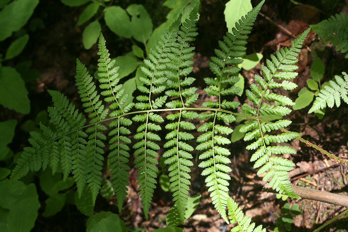 Изображение особи Dryopteris dilatata.