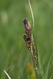 Carex dacica