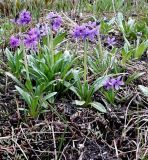 Primula pumila