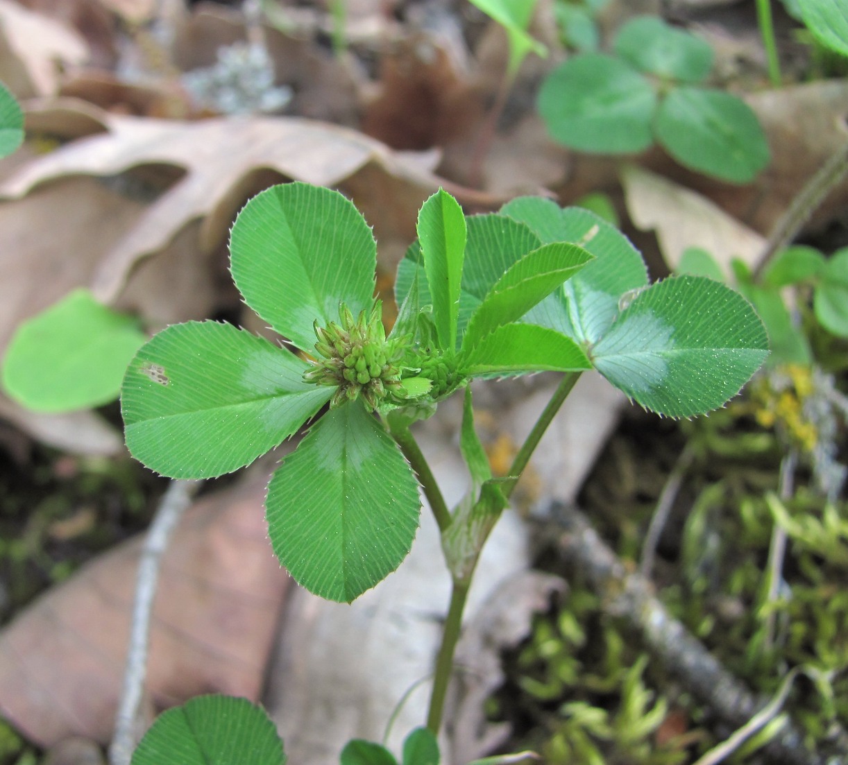 Изображение особи род Trifolium.