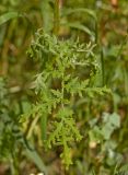 Phacelia tanacetifolia. Лист. Пермь, Свердловский р-н, на сильно заросшем газоне около жилого дома. 5 июля 2018 г.