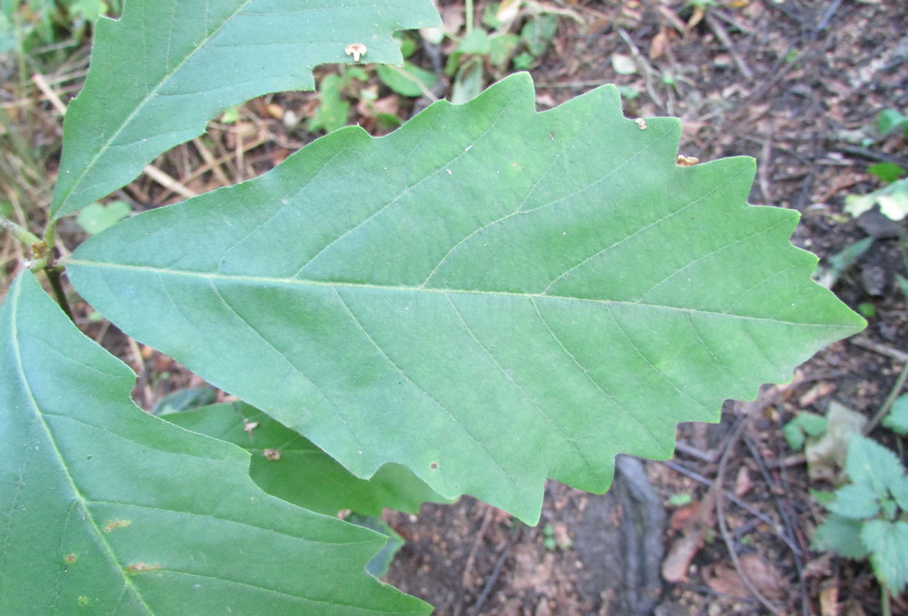 Изображение особи Quercus michauxii.