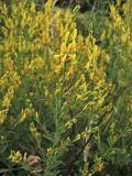 Genista tinctoria. Цветущая ветвь. Нидерланды, провинция Drenthe, окр. деревни Eelderwolde, луг у полосы отчуждения автомобильной дороги. 4 июля 2008 г.