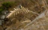 Agropyron pectinatum. Верхушка плодоносящего побега. Башкортостан, Кугарчинский р-н, окр. дер. Мурадымово, природный парк \"Мурадымовское ущелье\", долина р. Большой Ик, травянисто-степной склон на скальном массиве вдоль реки. 2 сентября 2018 г.