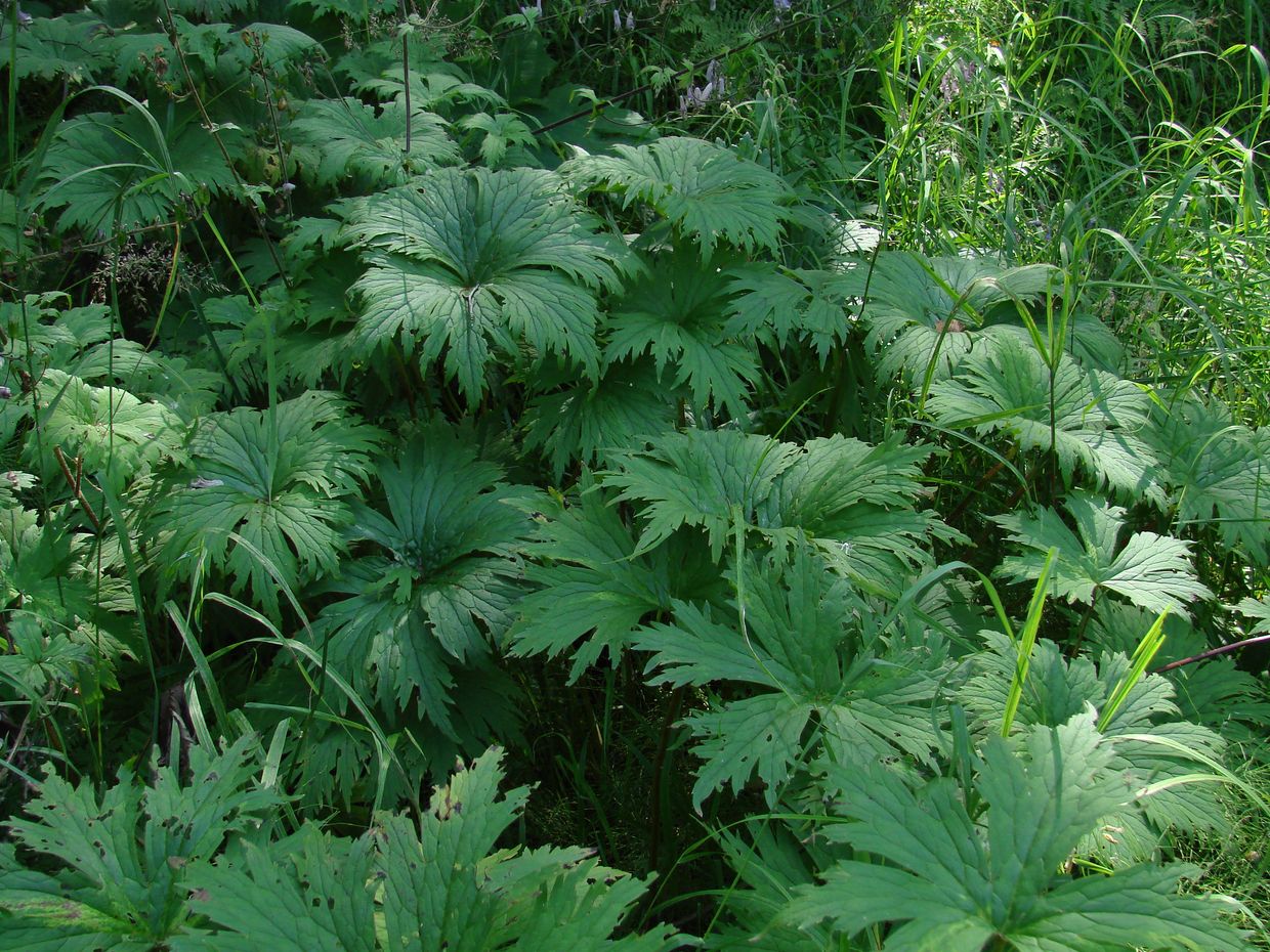 Изображение особи Aconitum septentrionale.