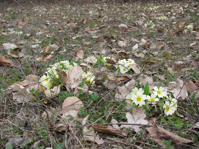 Изображение особи Primula vulgaris.