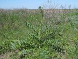 Sisymbrium altissimum. Зацветающее растение. Крым, Советский р-н, 8 км к северу от пос. Дмитровка, побережье залива Сиваш на границе заказника \"Присивашский\", галофитный луг. 21 апреля 2019 г.