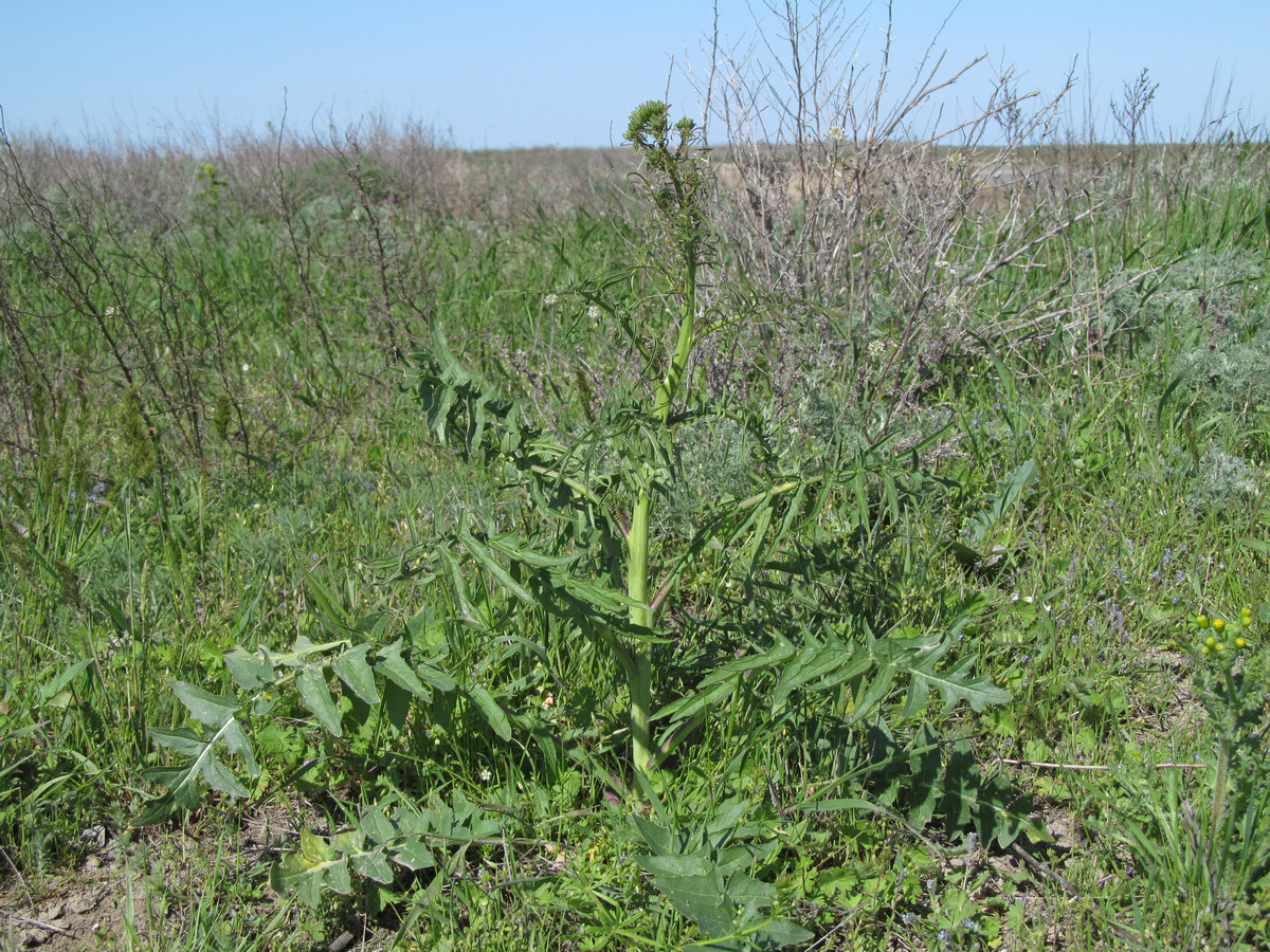 Изображение особи Sisymbrium altissimum.