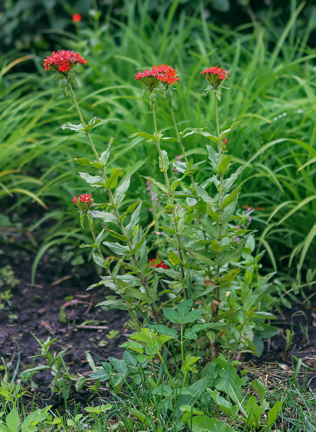 Изображение особи Lychnis chalcedonica.