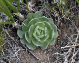 Rosularia platyphylla