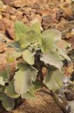 Kalanchoe beharensis