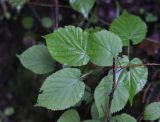 Tilia cordata