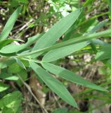 Lathyrus lacaitae