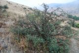 Cotoneaster saxatilis