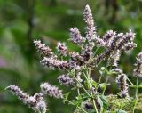 Mentha longifolia. Верхушка цветущего растения. Московская обл., Одинцовский р-н, окр. г. Кубинка. 01.08.2021.