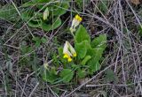 Primula macrocalyx