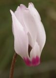 Cyclamen persicum. Цветок. Израиль, середина марта.