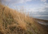 Stipa capillata. Плодоносящее растение. Краснодарский край, м/о Анапа, окр. станицы Благовещенская, Витязевский лиман, песчано-глиняный холм. 01.01.2023.