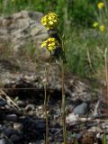 Erysimum hieraciifolium. Верхушки цветущих побегов. Магаданская обл., Ольский р-н, окр. пгт Ола, обочина дороги, галечник. 04.07.2018.