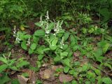 Veronica officinalis. Цветущее растение в берёзовом лесу. Окр. Томска, 18 июня 2011 г.