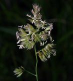 Dactylis glomerata