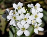 семейство Brassicaceae