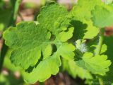 Chelidonium majus. Лист. Ростовская обл., Неклиновский р-н, Носовское с/п, Камышовая балка. 02.05.2013.