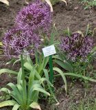 Allium cristophii