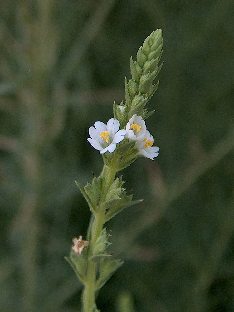 Image of Leptorhabdos parviflora specimen.