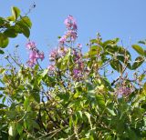 Lagerstroemia speciosa. Верхушки ветвей отцветающего дерева. Таиланд, Бангкок. 17.06.2013.