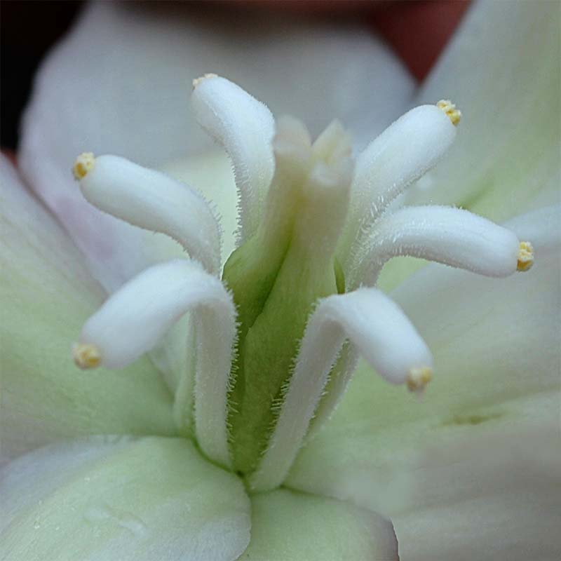 Изображение особи Yucca gloriosa.