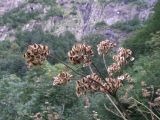 Angelica purpurascens