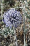 Echinops albicaulis. Верхушка побега с соцветием. Казахстан, Алматинская обл., возле вдхр. Капчагай. 23.06.2015.