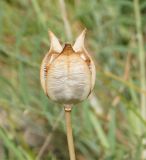 Tulipa patens