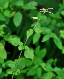 Urtica laetevirens