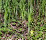 Carex pilosa