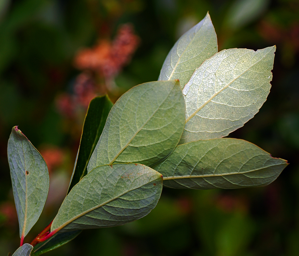 Изображение особи Salix starkeana.