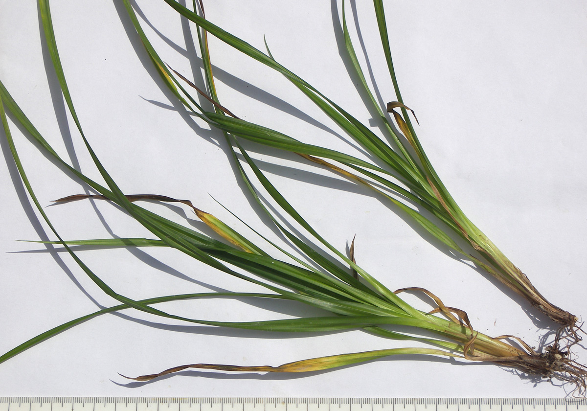 Изображение особи Carex sylvatica.